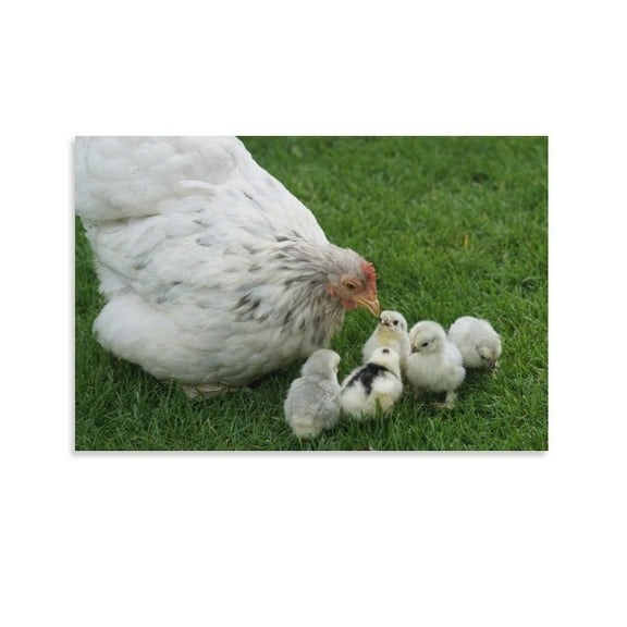 A Mother Chicken And Her Chicks In The Grass Poster Decorative Painting Canvas Wall Art Living Room Posters Bedroom Painting,Unframe-style,08x12inch(20x30cm)