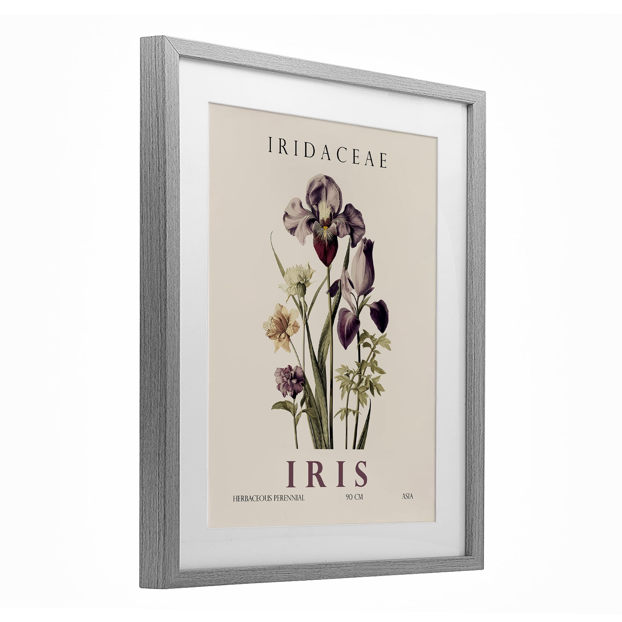 Stupell Industries Natural Iris Bundle Gray Framed Print Under Glass, design by Christopher Giampietro