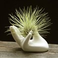 thumbnail image 1 of Porcelain Ceramic Air Plant Tillandsia Holder Flower Planter Office Desk Decor, 1 of 5