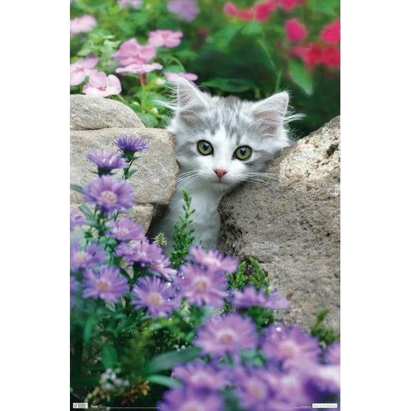 Trends International Kitten - Stones Poster