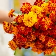 thumbnail image 3 of Eden Brothers French Marigold Seeds - Panther, 3 of 4