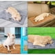 thumbnail image 4 of Cama Para Perros, Manta Térmica Para Mascotas Con Autocalentamiento, Manta Térmica Para Mascotas, Manta Para El Hogar, Cama Para Dormir Caliente Yuarrent PT002436-02, 4 of 6