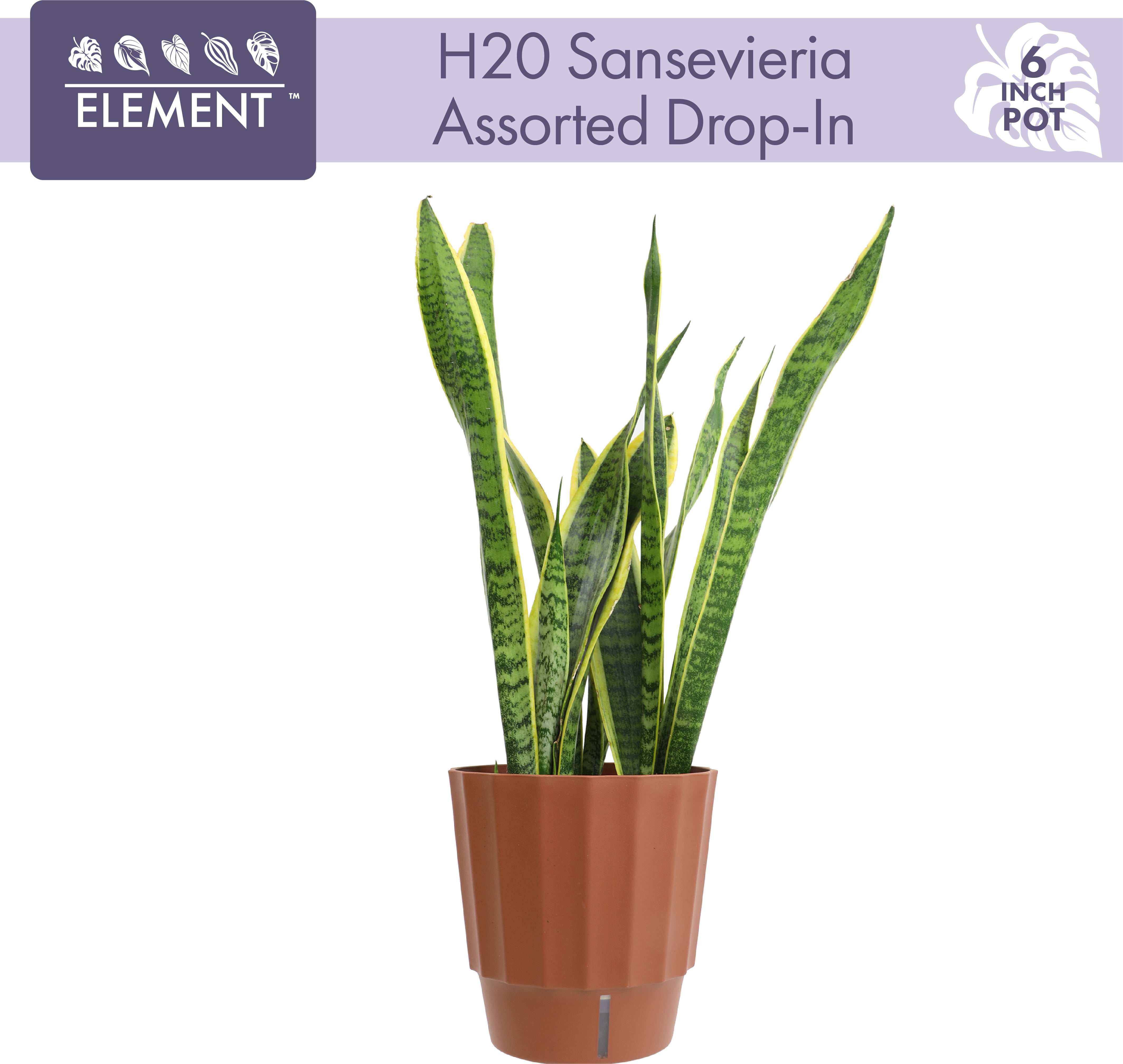 Element by Altman Plants Live Snake Plant, Sansevieria Superba; 6 in H20  Self Watering Pot - Walmart.com