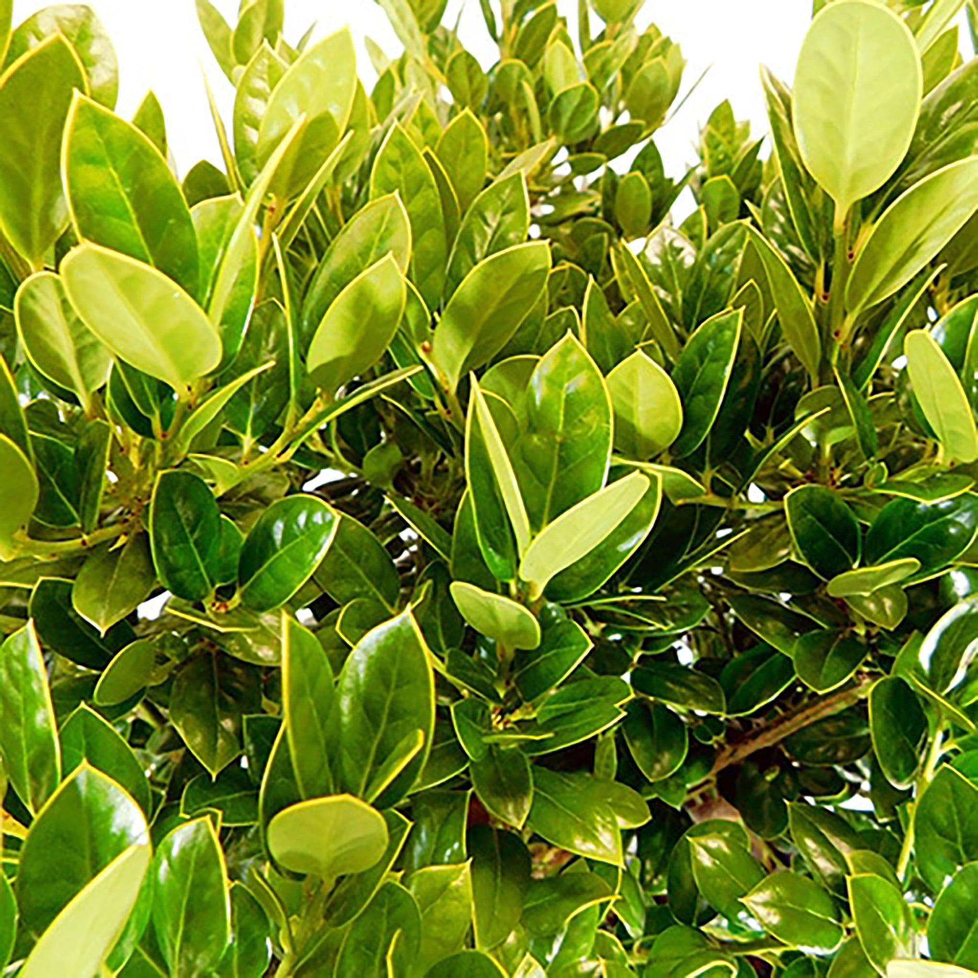 Dwarf Burford Holly (Ilex) Shrub (7 Gallon)
