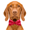 thumbnail image 2 of Cutie Ties Dog Bow Tie, 2 of 6