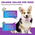 thumbnail image 5 of Oimmal Calming Collar for Dogs,Dog Anxiety Relief with Pheromones,Up to 25.6inch,Water Resistant,6 Pack 180 Days Supply, 5 of 11