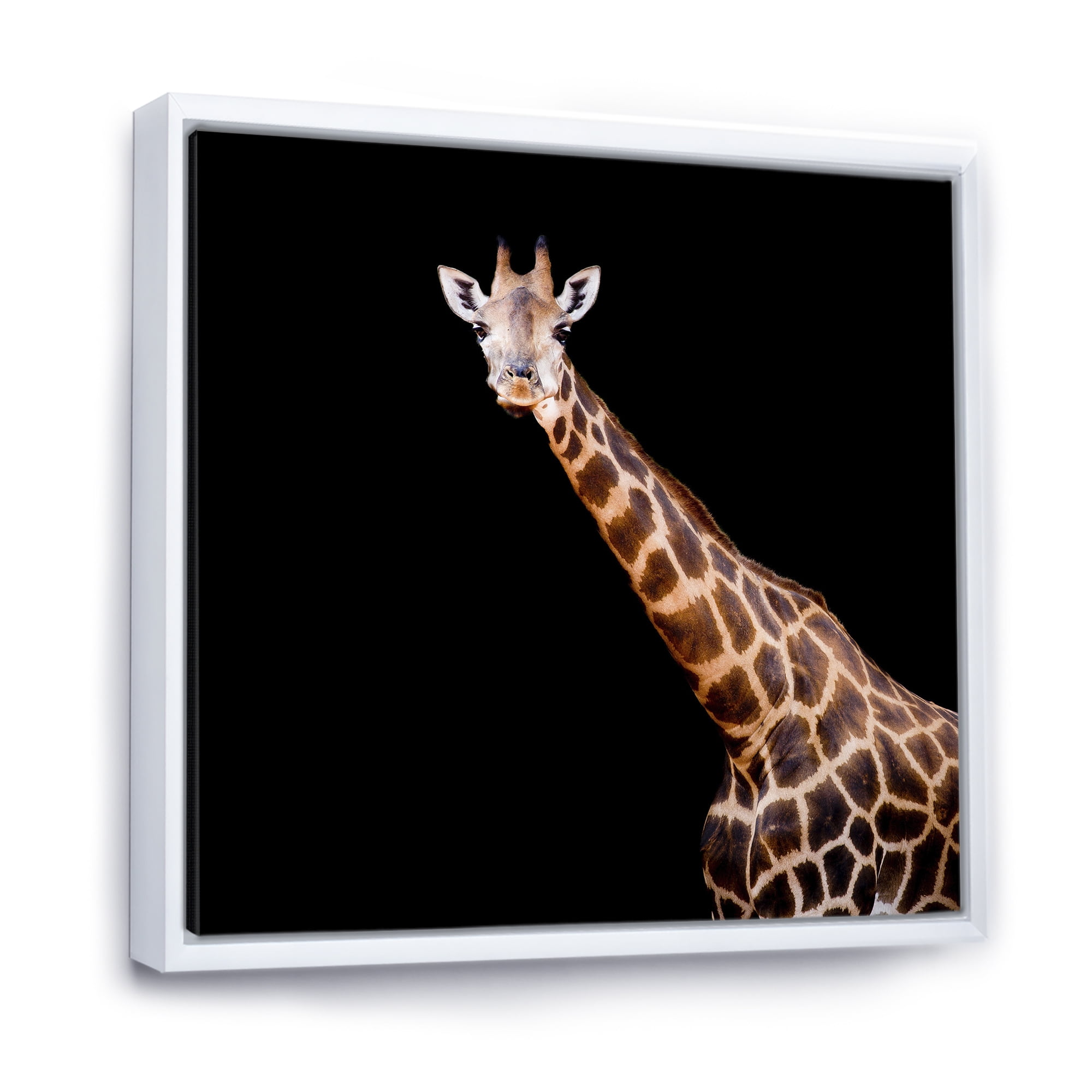 Portrait of A Giraffe On Black Background III 30 in x 30 in Framed Photography Canvas Art Print, by Designart