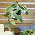 thumbnail image 4 of Altman Plants 11.00" Woven Houseplant Satin Pothos, Hanging Basket Plant with Tropical Vibes, 4 of 11