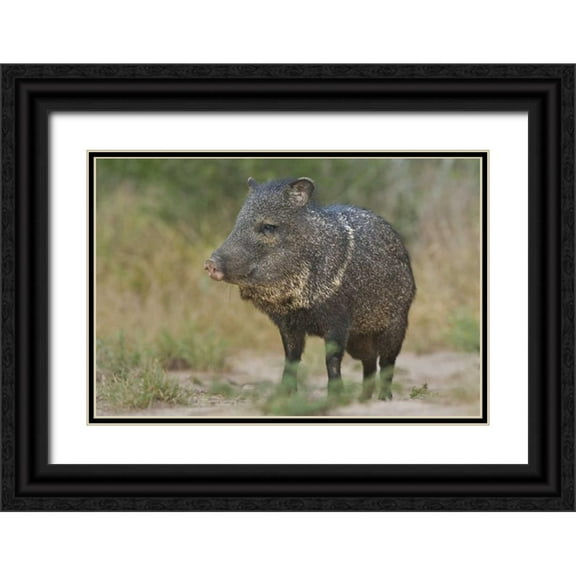 Welling, Dave 32x23 Black Ornate Wood Framed with Double Matting Museum Art Print Titled - Texas, Rio Grande Valley Close-up of javelina