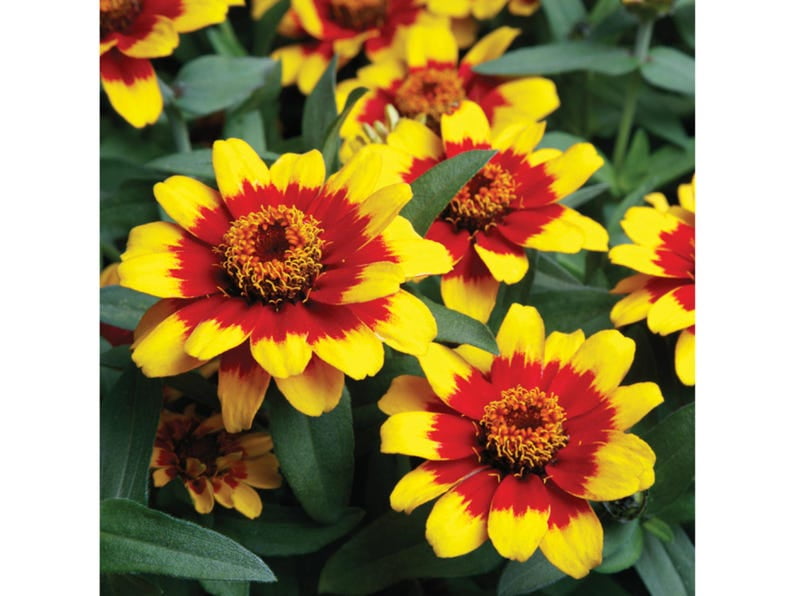 30 Zinnia Seeds Pack | Profusion Red Yellow Bicolor | Open-Pollinated Flower Seeds for Planting