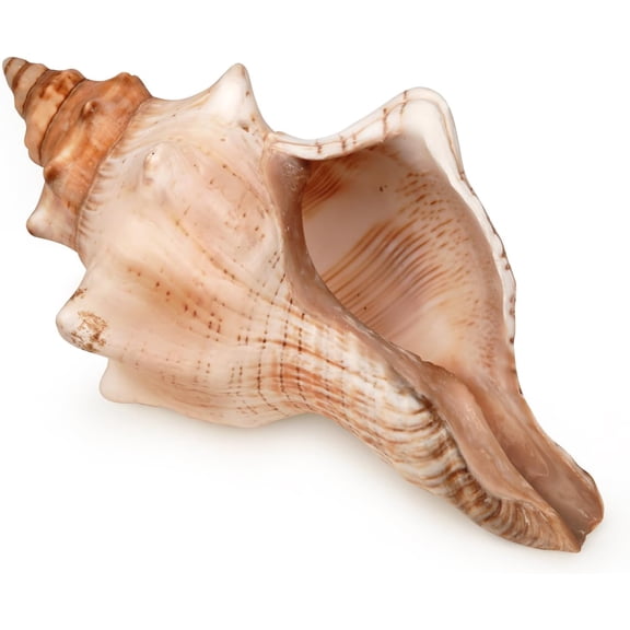 Giant Natural Conch Shell, Striped Fox Conch Seashell 6-7 inches, Large Sea Shell for Vase Filler, Air Plants, Wedding Decor Beach Theme Party