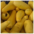 thumbnail image 3 of Everwilde Farms - 1/4 lb Prolific Straightneck Summer Squash Seeds - Gold Vault Bulk Seed Packet, 3 of 3