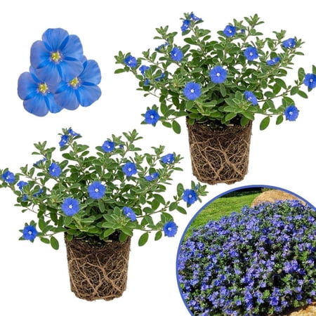 Pack 2 Evolvulus Blue Daze Plant, 4-7 Inch Tall, Evolvulus Perennial Flowering Ground Cover Plants for Outdoor Gardens, No Pot