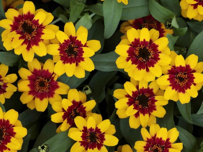 30 Zinnia Seeds Pack | Profusion Red Yellow Bicolor | Open-Pollinated Flower Seeds for Planting
