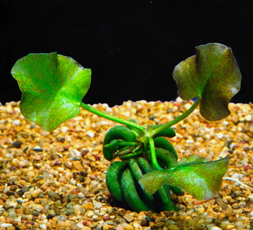 Banana Plant Nymphoides Aquatica Live Aquarium Plant – Easy Freshwater Fish Tank Plant