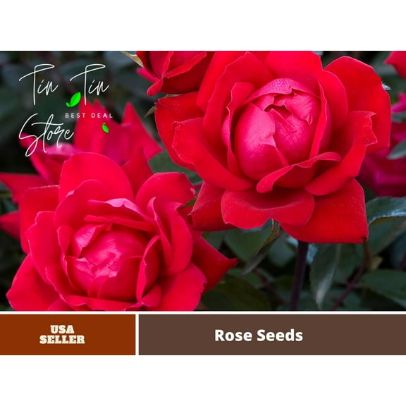 30 Seeds| Cherry red double knockout rose seeds #1408 | Seeds, Herbal Seeds, Flower Seeds, No GMO , Mixed Seed, Chinese Seeds