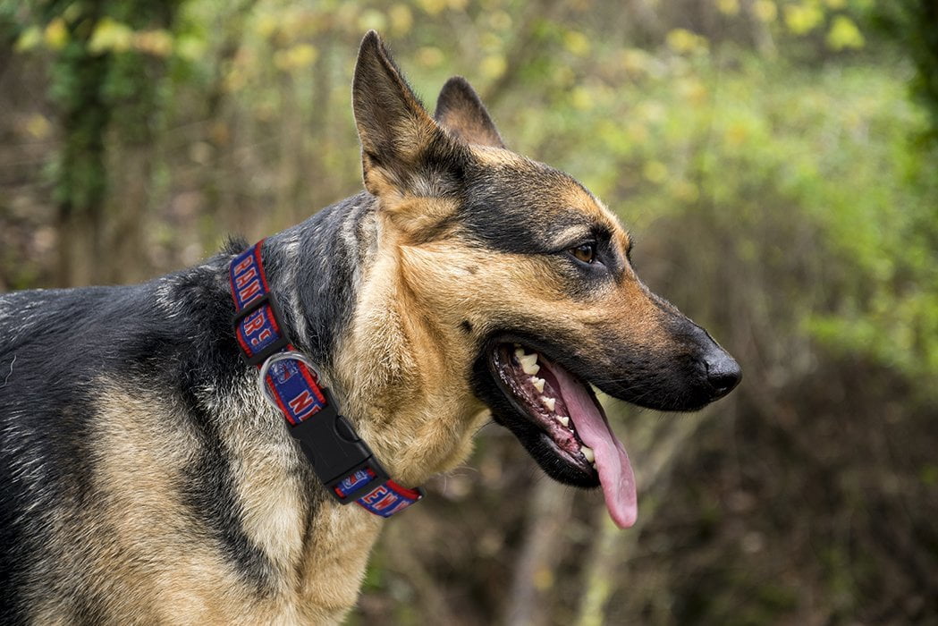 Pets First NHL New York Rangers Cat and Dog Collar - Heavy-Duty, Durable & Adjustable Collar