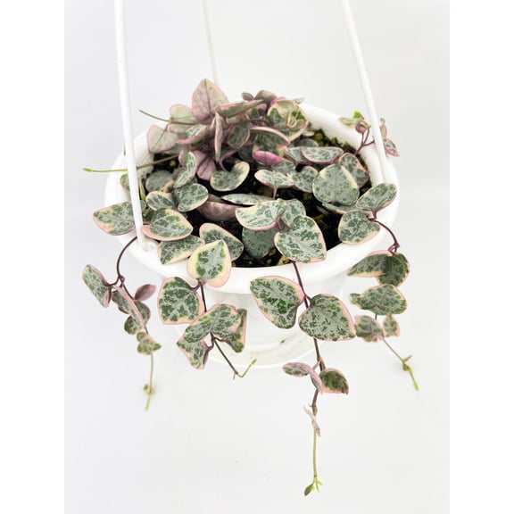 Variegated String of Hearts Succulent - Live Air-Purifying Indoor Plant in Nursery Pot – Easy Care, Low Maintenance Houseplant for Home & Office Decor, Natural Air Cleaner, Best for Beginners (2"Pot)