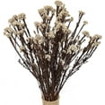 thumbnail image 5 of NOGIS 17.7 Inches Natural Preserved Millet Flowers Dried Bouquet Flowers and Plants Arrangements for Home and Wedding Decoration (Light Green), 5 of 5