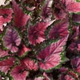 thumbnail image 6 of 6 in Rex Begonia Cherry Fields Live Houseplant with Bright Indirect Sun, 6 of 6