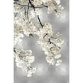 thumbnail image 3 of Bennett, Kate 13x18 Black Modern Framed Museum Art Print Titled - White Blossoms on Silver I, 3 of 5