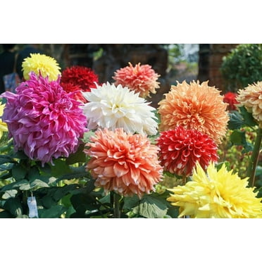 Mixed Dahlia Tubers for Planting - Grow Stunning Perennial Dahlia