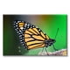 thumbnail image 1 of Cuadro Canvas Pixtreats Mariposa Monarca 40X60 cm, 1 of 4