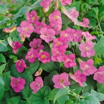 Outsidepride Asarina Rose Flowering Vine Seed - 200 Seeds