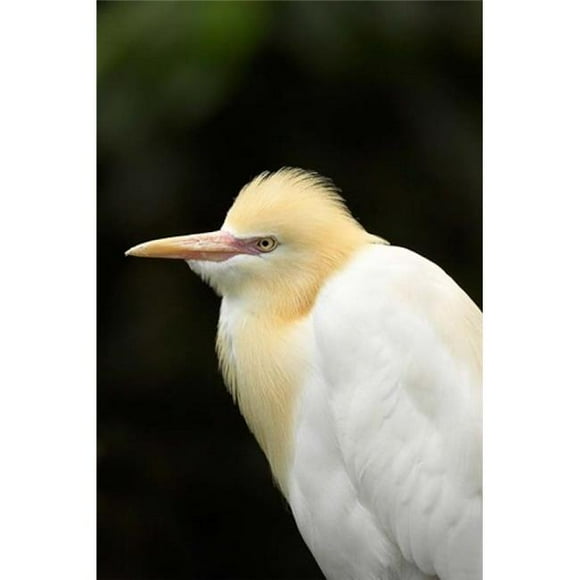 Posterazzi PDDAU01DWA4614 Cattle Egret Ardea Ibis North Queensland Australia Poster Print by David Wall - 17 x 26 in.