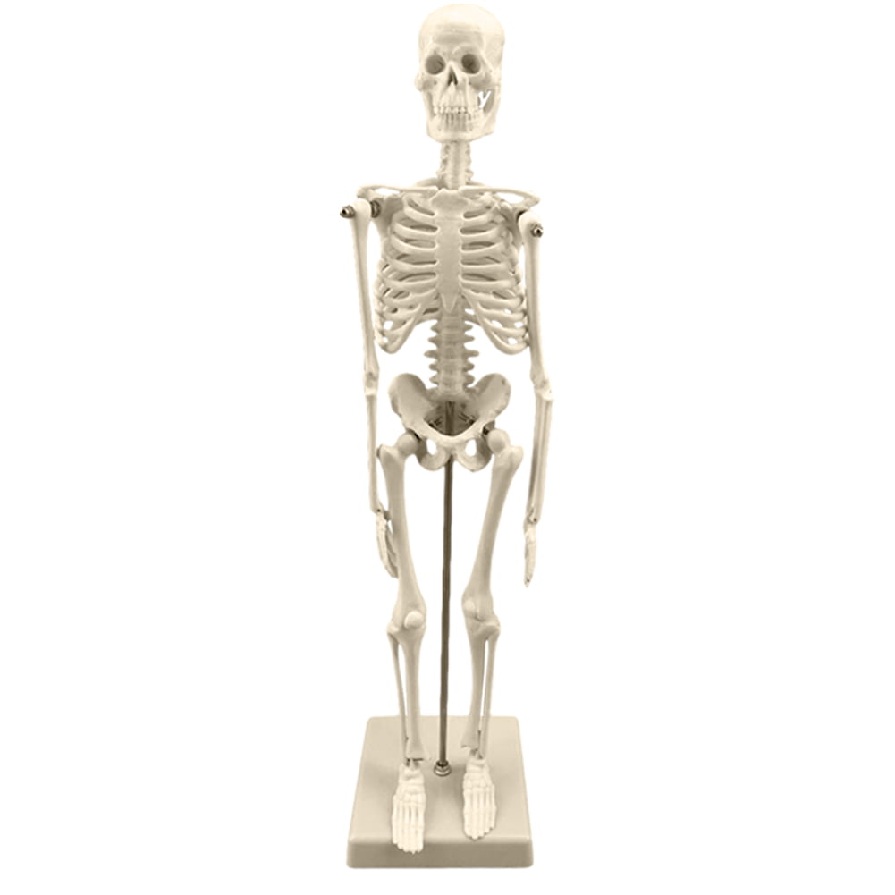 Details about   45CM Human Anatomical Anatomy Skeleton Model Medical Learn Aid High Quality 