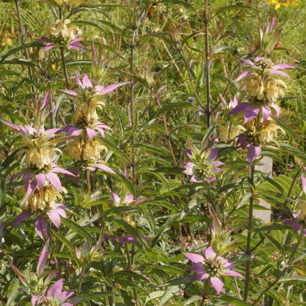 Everwilde Farms 1000 Spotted Bee Balm Native Wildflower Seeds Gold
