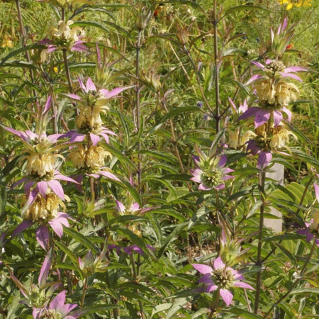 Everwilde Farms - 2000 Spotted Bee Balm Native Wildflower Seeds - Gold Vault Jumbo Bulk Seed (Best Wildflower Seeds For Bees)