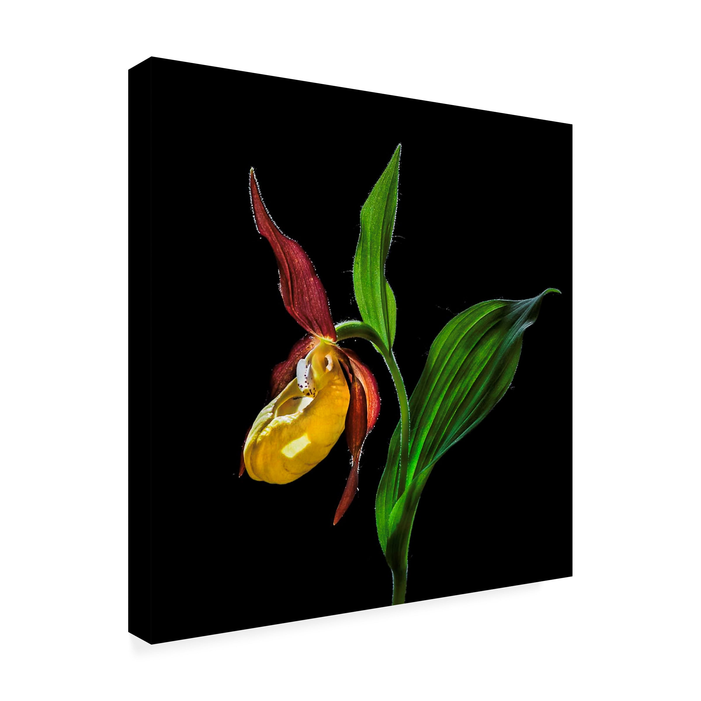 Nora De Angelli 'The Ladys Slipper Orchid' Canvas Art