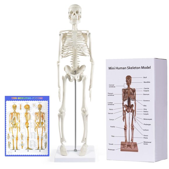 Modelo de esqueleto humano, breesky, 43 cm, con brazos y piernas móviles