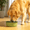Green, variant on Premium Anti-Skid Stainless Steel Dog Bowl, Easy to Clean Pet Feeder by Pawpourri, 60.8 fl oz, Peach