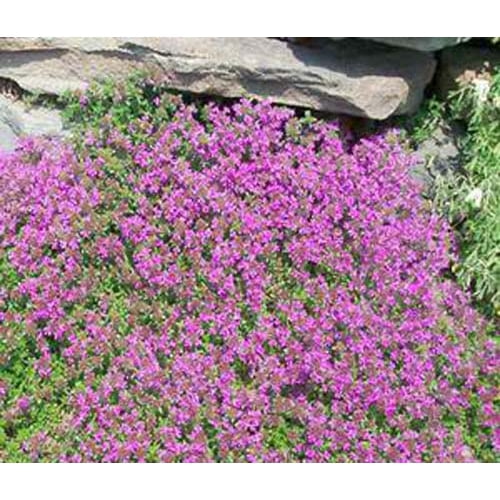 Thyme Creeping Thyme BULK 15,000 Seeds Great Garden Herb By Seed