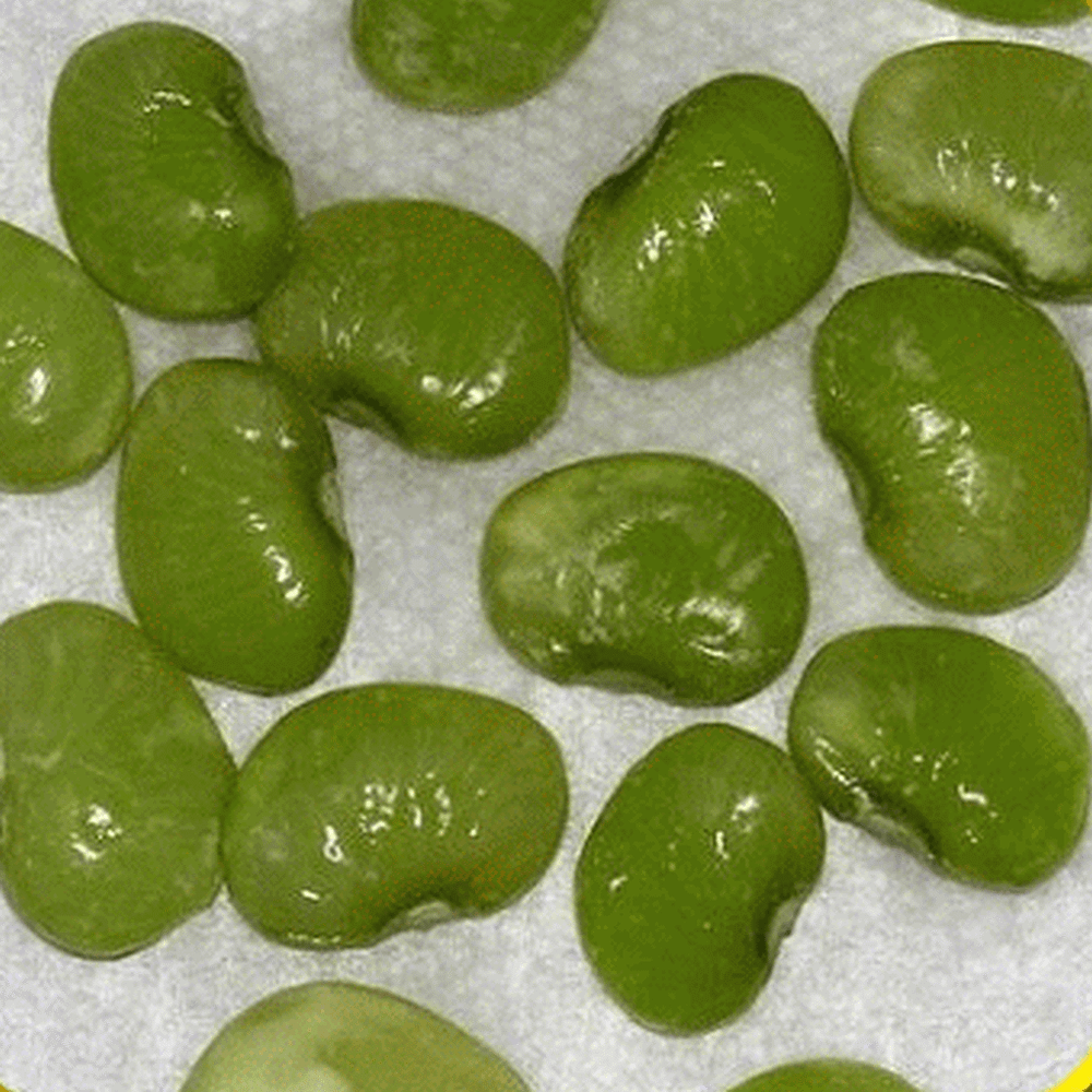 Everwilde Farms 1/4 Lb Baby Fordhook Lima Bean Seeds Gold Vault