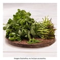 thumbnail image 1 of Verdolagas por kilo, 1 of 3