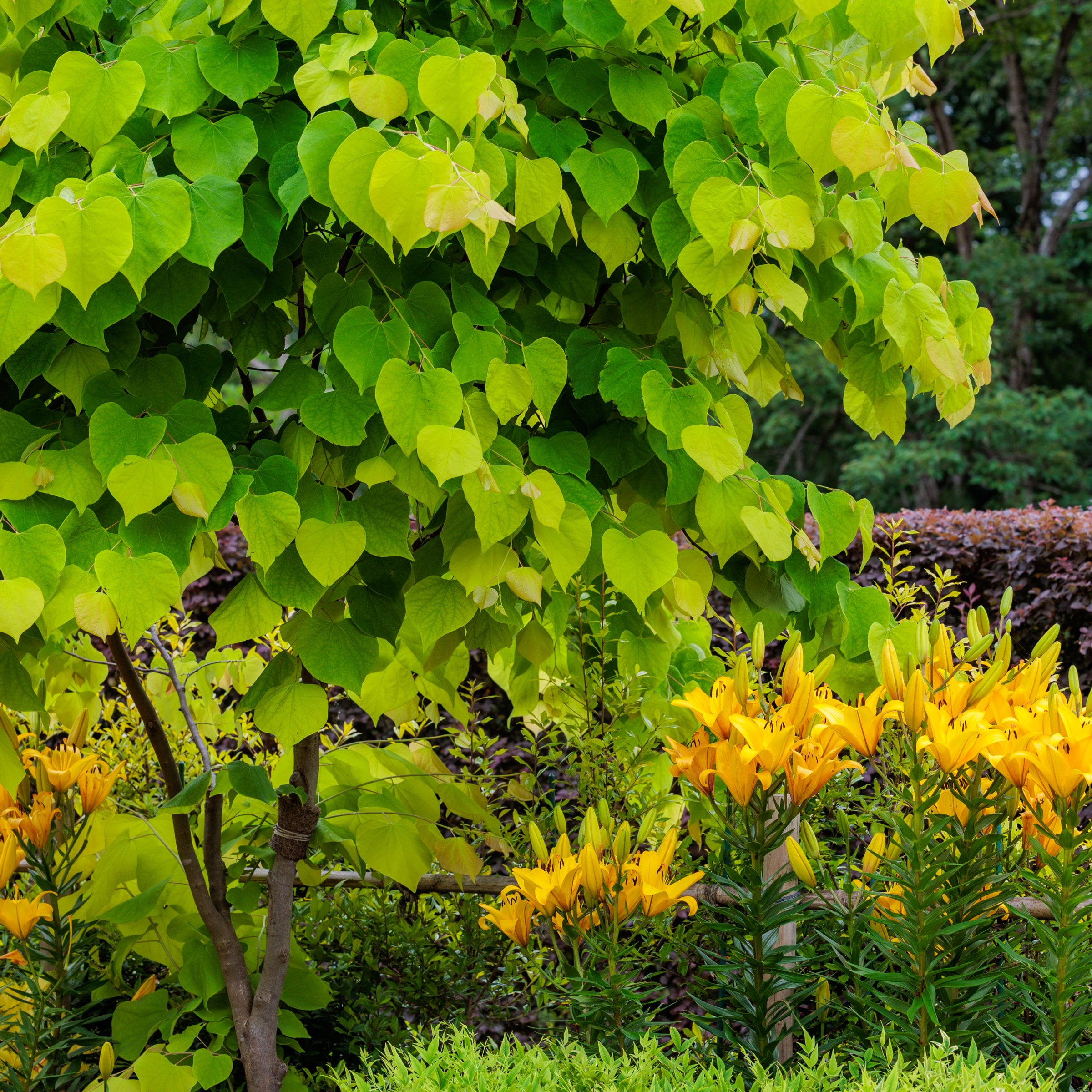 National Plant Network 2 gal. Redbud Hearts A Fire Tree