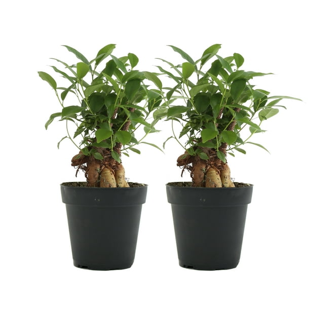 Amazon Com Bonsai Soil By Perfect Plants 2qts Premium All Purpose Mix Perfect For All Bonsai Tree Varieties Garden Outdoor