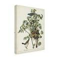 thumbnail image 2 of John James Audubon 'Blue Grosbeak' Canvas Art, 2 of 3