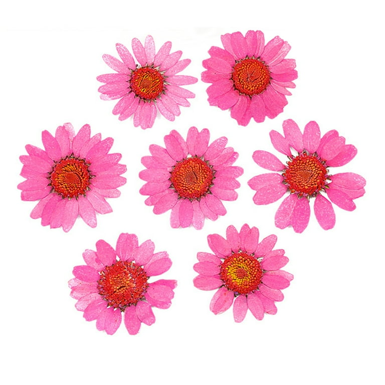 6pc Pressed Flowers Stickers - Large Premium Clear Stickers with Colorful  Lifelike Dried Flower Designs