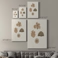 thumbnail image 4 of Knorr Shells & Coral VIII Premium Gallery Wrapped Canvas - Ready to Hang, 4 of 9