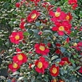 thumbnail image 2 of Camellia Yuletide Live Shrub – 2 Gallon, 2 of 8