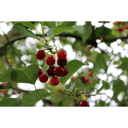 - LAMINATED POSTER Ripe Summer Cherry Fruit Tree Sour Cherry Sour Poster Print 24 x 36