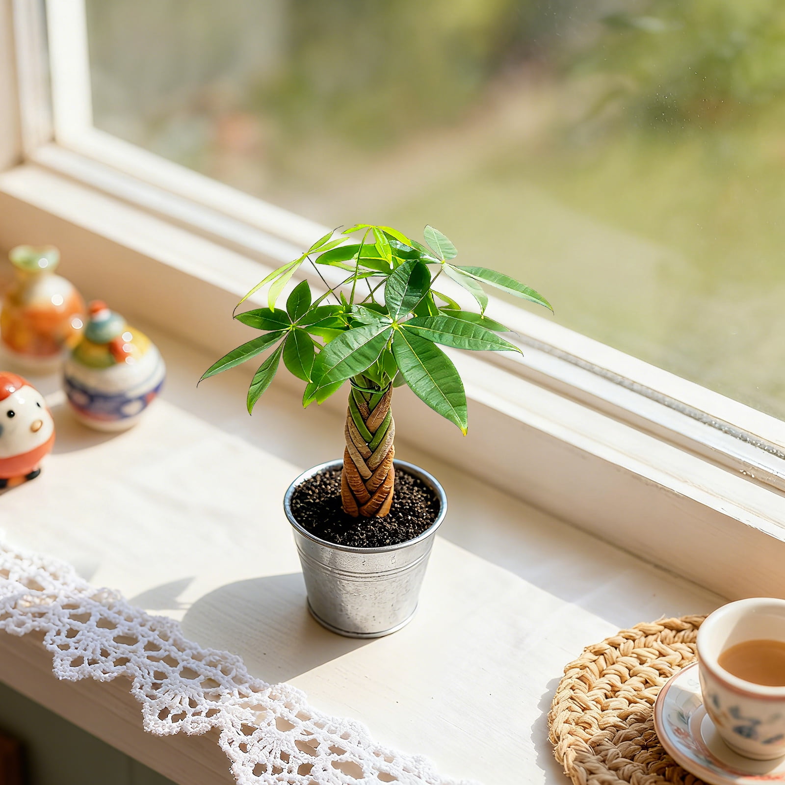 8“-12" Tall Pachira Braided Money Tree, Live Plants Easy to Grow Houseplant, Indoor Bonsai