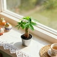 thumbnail image 4 of 8“-12" Tall Pachira Braided Money Tree, Live Plants Easy to Grow Houseplant, Indoor Bonsai, 4 of 5