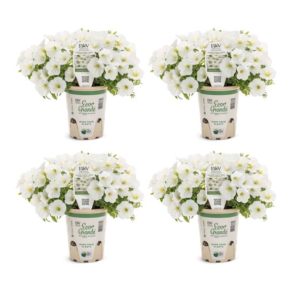 Proven Winners 4" Supertunia Mini Vista White Petunia Live Plant in 4.25" Pot (4 Count)
