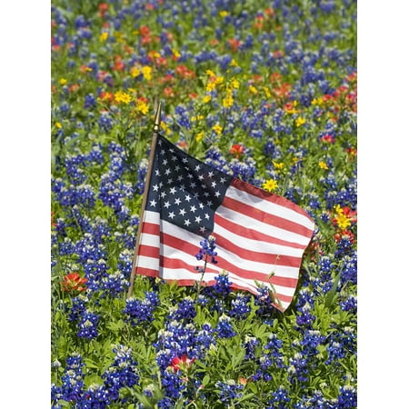 American Flag in Field of Blue Bonnets, Paintbrush, Texas Hill Country, USA Print Wall Art By Darrell