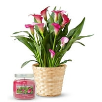 From You Flowers - Pink Calla Lily & Rose Candle Gift Set for Birthday, Anniversary, Get Well, Congratulations, Thank You, All Occasions